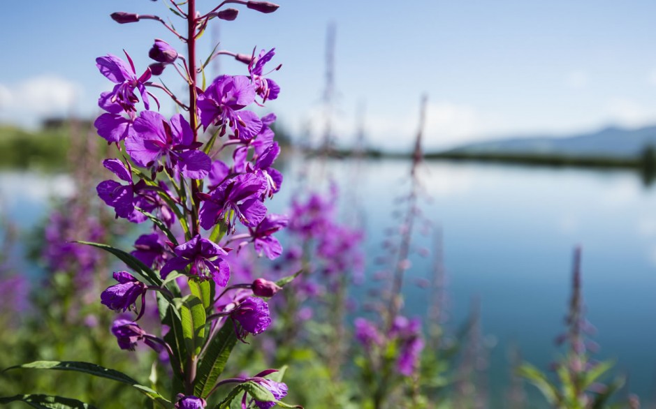 Alpine flowers in Wagrain © TVB Wagrain-Kleinarl