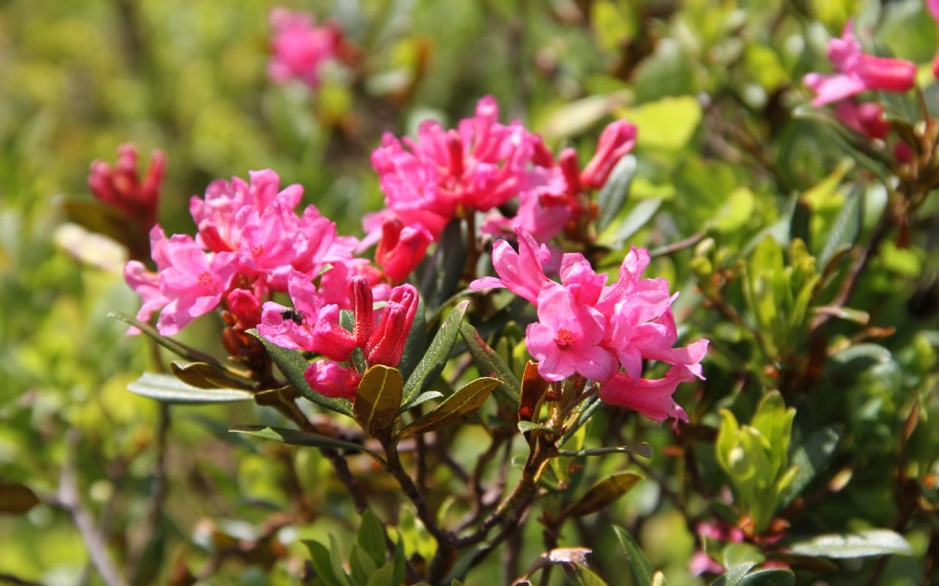 Alpine rose in full bloom © TVB Wagrain Kleinarl