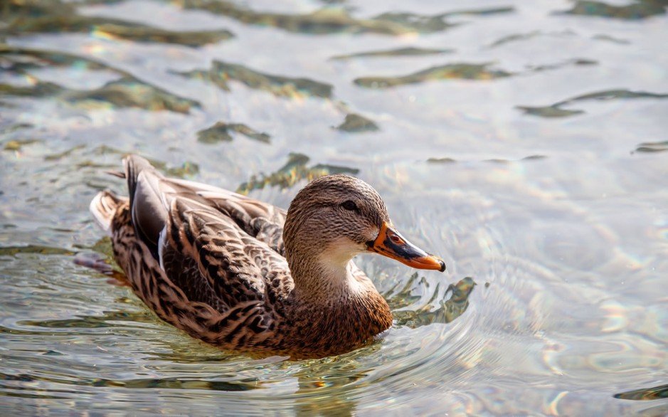 Duck swims in a mountain lakes in Wagrain © SalzburgerLand_Erwin-Haiden