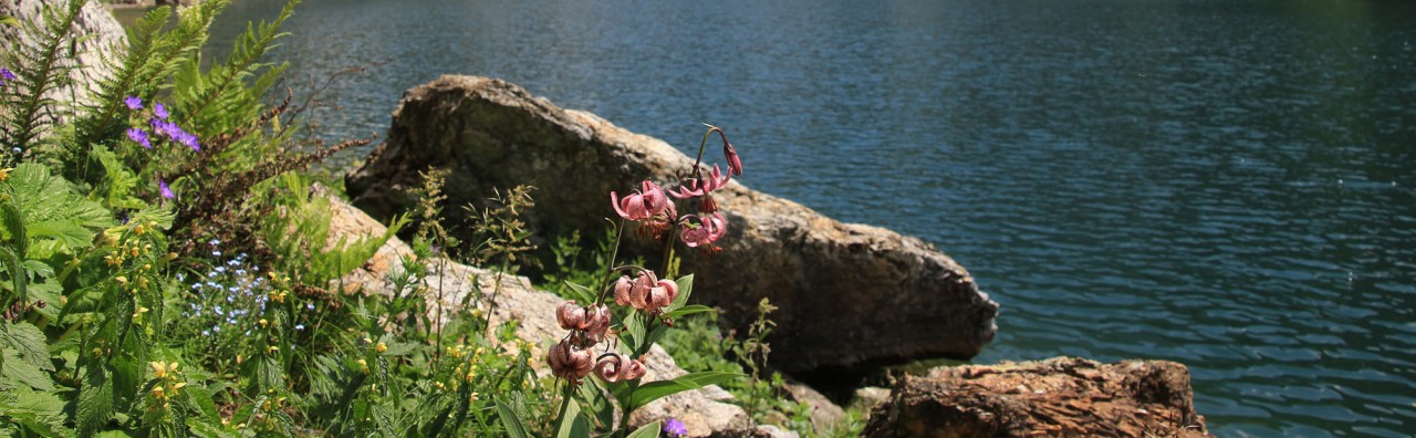 Lake shore of the Tappenkarsee with alpine flowers © TVB Wagrain Kleinarl
